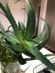 LARGE ALOE VERA CUTTING - READY TO PLANT OR POT