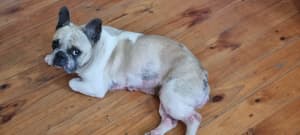 French Bulldog, desexed 6 yr old female