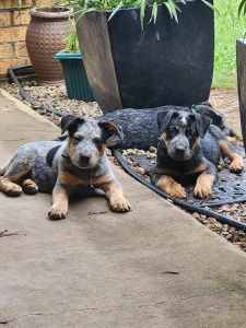 Purebred Cattle Dog Puppies