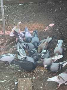 FREE Pigeons x20