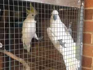 Cockatoos male & female
