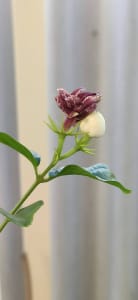 Flowering Jasmine Sambac plant 