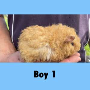 Baby Male Guinea Pigs