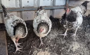 Barnevelder x wyandotte roosters *All SOLD*