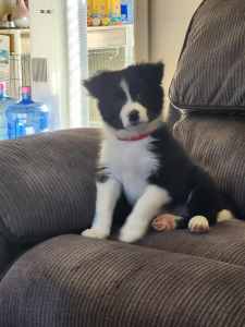 ⚠️Reduce Purebred Border Collie Puppies 1 GIRL LEFT TO GO