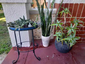3 pot plants 