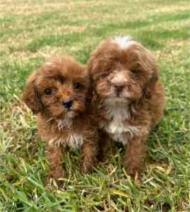 Cavoodle puppies - Toy poodle x Cavalier READY NOW! 