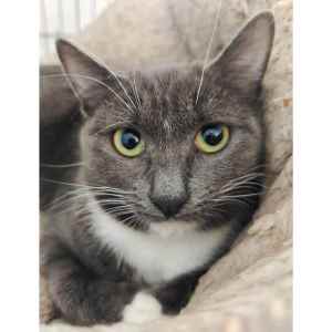 9545 : Bumpy - CAT for ADOPTION - Vet Work Included