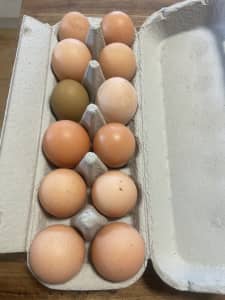 Fertile mixed dozen chook eggs