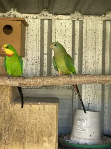 Superb parrot pair