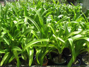 Potted beautiful agapanthus for sale