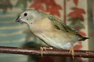 Gouldian finches 4 young ones. ***ALL SOLD PENDING PICKUP ****