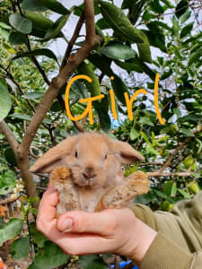 Baby Mini lop Rabbits for sale