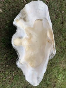 Giant clam shell for sale 