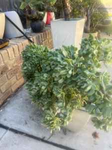 Well established Curley leaf jade plant