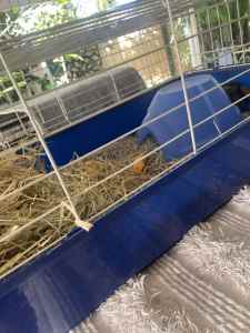 Guinea pig cage 1 meter long complete set up with piggies 