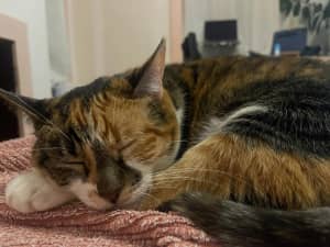 Rehome 11year old Tabby Cat Free