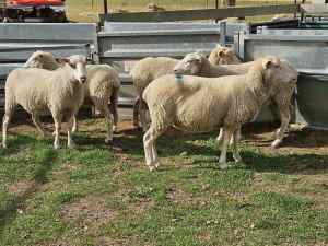 Crossbred Fat Lambs 