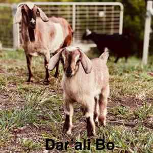 Nigerian Dwarf Goat - Wether
