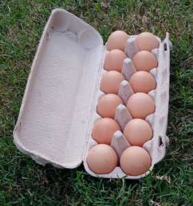 Fresh Farm Eggs and young chickens