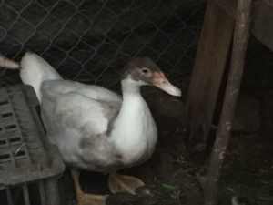 muscovy ducks and muscovy duck eggs.