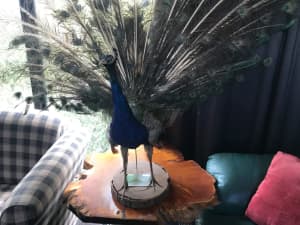 Taxidermy blue male Peacock spread tail 