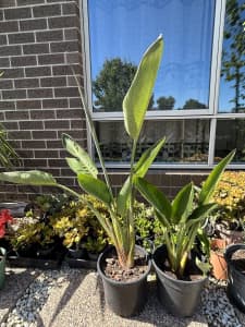 Two pots of large size evergreen Bird of Paradise for sale!