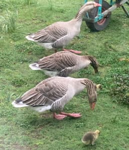 Toulouse Geese