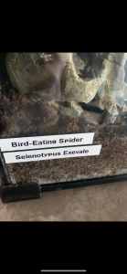 Bird eating spider tarantula