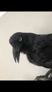 Taxidermy crow