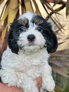 Cavoodle puppies First Generation