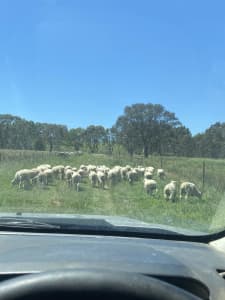 sheep for sale 