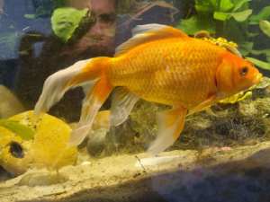 20 cm Goldfish For Sale