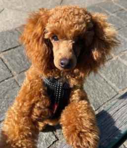 Hi ladies 😍 looking for a date with a toy poodle sire? 💘🌹💕