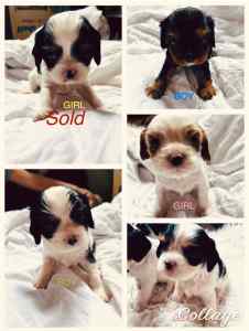 Purebred Cavalier King Charles Spaniel puppy’s 4 left $999