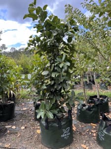 Advanced Ficus benghalensis (Banyan Fig)