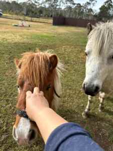 two ponies looking for home with love