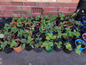 Potted Strawberry Plants