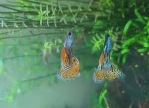 Red grass tail guppy trio pack.