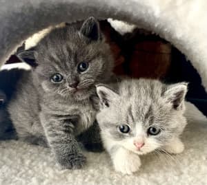 British Shorthair Kittens Boys and Girls