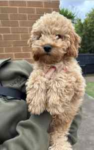 Spoodle for sale. 1 male 13 Weeks old. 