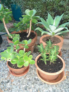 Pot plants $20 the lot a variety of 4 terracotta pots