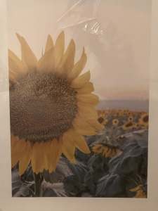 Beautiful Sunflower Print
