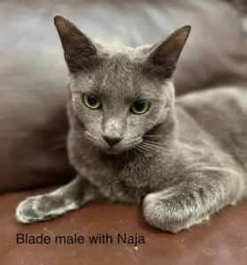 Blade - Perth Animal Rescue Inc vet work cat/kitten