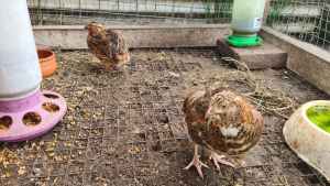 Jap quails free