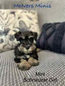 Beautiful Mini Schnauzer Pups