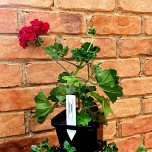 Scented Zonal Geranium from $10 - choose your pot and plant!