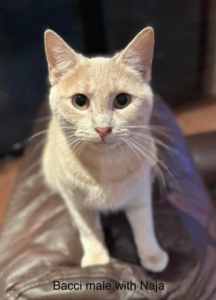 Bacci - Perth Animal Rescue inc vet work cat/kitten