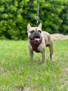 Male French bulldogs