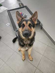 Matrix -German Shepherd dog - 2 years of age